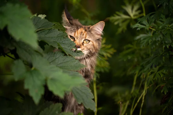 Maine Coon Katze riecht Blatt einer Pflanze im Freien — Stockfoto