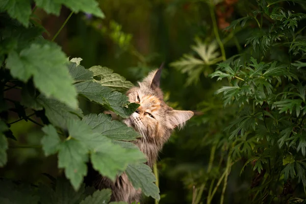 Maine Coon Katze riecht Blatt einer Pflanze im Freien — Stockfoto