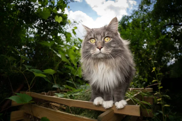 Любопытная кошка стоит на краю компостной кучи — стоковое фото