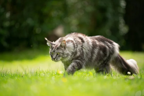 Prata tabby maine coon gato andando no gramado ensolarado — Fotografia de Stock