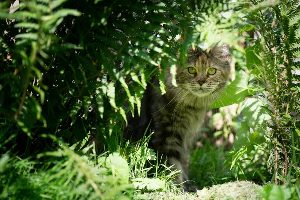 Shy calico maine coon cat hiding under fern and green bushes — Stock Photo, Image