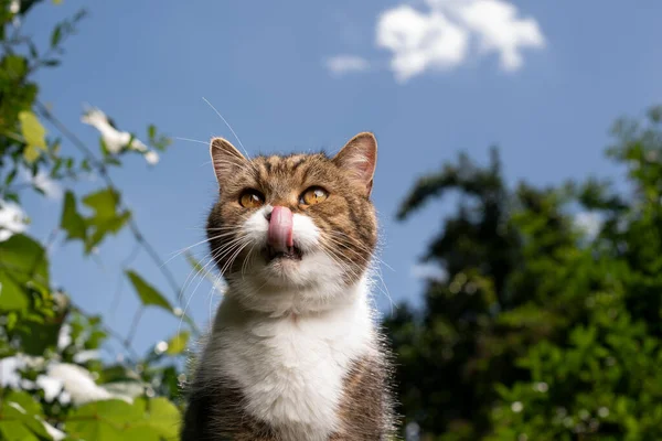 Nälkäinen kissa ulkona nuolee huulet aurinkoinen vihreä puutarha — kuvapankkivalokuva