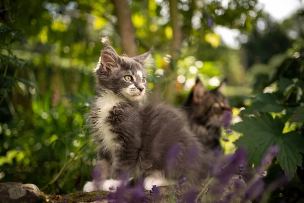 Azul gris blanco maine coon gatito al aire libre en soleado jardín — Foto de Stock