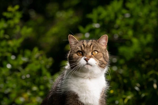 Tabby fehér brit gyorsírás macska portré szabadban zöld kertben — Stock Fotó