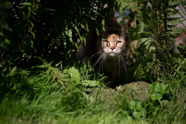 Calico maine coon cat on the prowl lurking under ferns and plants — стоковое фото