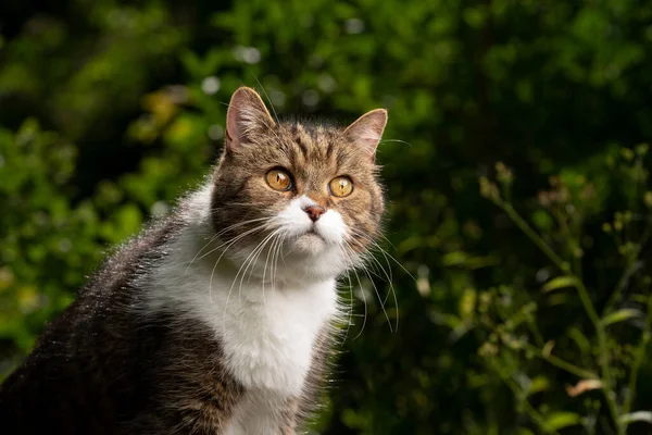 Tabby vit brittisk stenografikatt porträtt utomhus i grön trädgård — Stockfoto