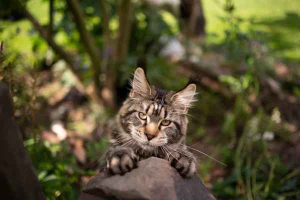 Verspielte gestromte Maine Coon Katze, die auf einem Stein im Freien aufwächst — Stockfoto