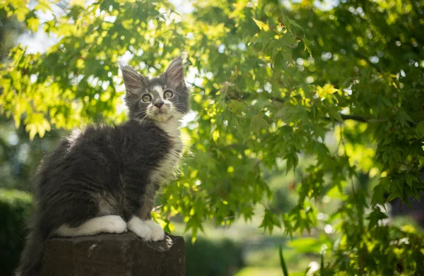 Słodkie maine coon kotek siedzi na kamieniu na zewnątrz w słoneczny ogród — Zdjęcie stockowe