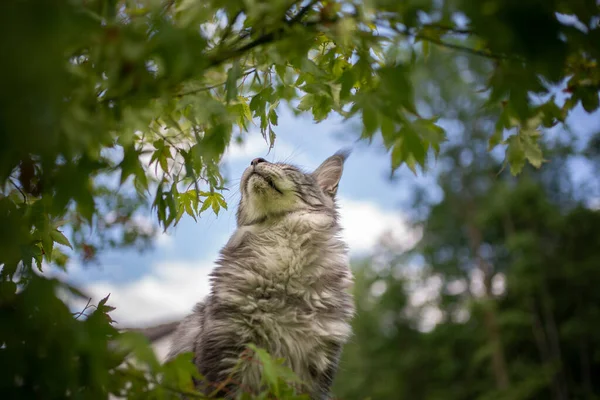 Maine coon cat smelling leaves of bush outdoors — Stock Photo, Image