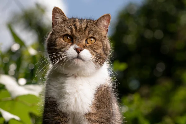 Tabby gato branco ao ar livre retrato no jardim ensolarado — Fotografia de Stock