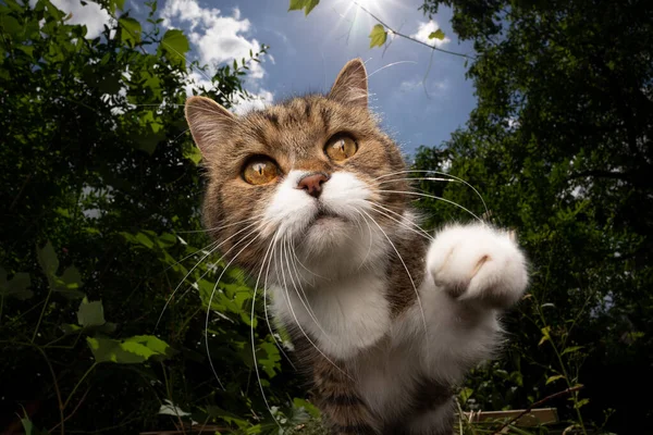 Curioso tabby gato blanco al aire libre alcanzando para cámara con pata —  Fotos de Stock