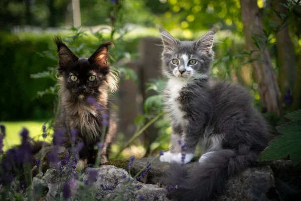 Dos maine coon gatitos al aire libre en jardín — Foto de Stock