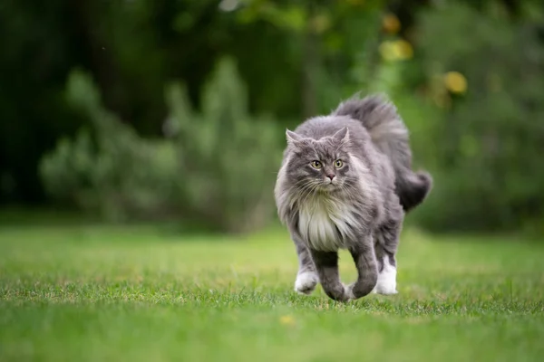 Alerted cat running on green meadow — 图库照片