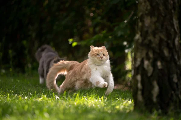 Neşeli tüylü Maine Rakun Kedileri açık havada koşuyor — Stok fotoğraf