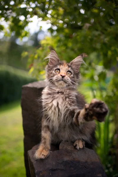 Calico Maine Coon Kätzchen spielt draußen im Garten Pfote aufzuziehen — Stockfoto