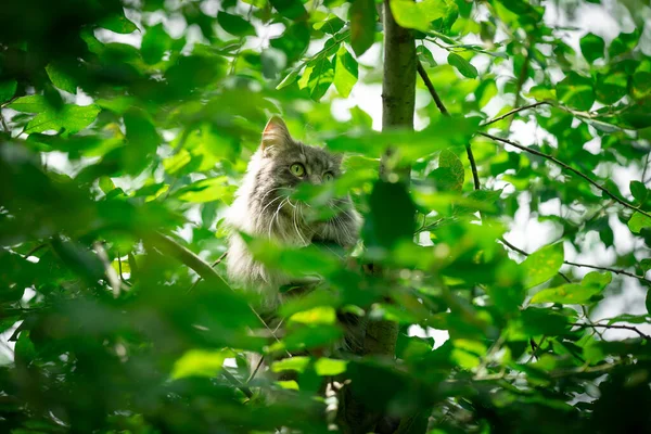 Kočka na promenádě sedí na stromě za listím a pozoruje — Stock fotografie