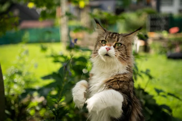 Curious tabby white maine coon cat rearing up outdoors — 图库照片