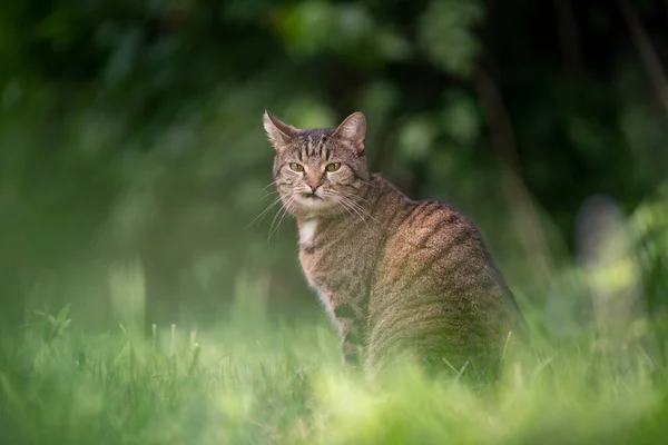 Tabby macska ül -on zöld fű szabadban csinál vicces arc — Stock Fotó