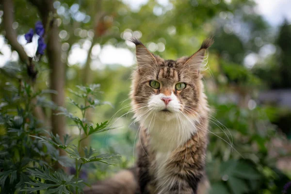 Tabby white maine coon cat portrait outdoors in the back yard — Stock Photo, Image