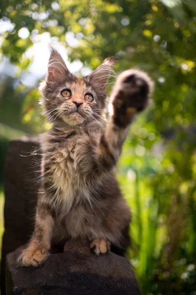 Calico maine coon gatinho brincando ao ar livre no jardim levantando pata — Fotografia de Stock