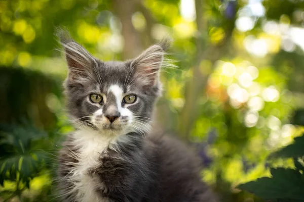 Niebieski szary biały maine coon kotek na zewnątrz portret — Zdjęcie stockowe