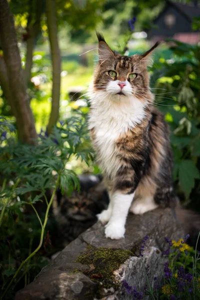 Tabby blanco maine coon gato retrato al aire libre en el jardín —  Fotos de Stock