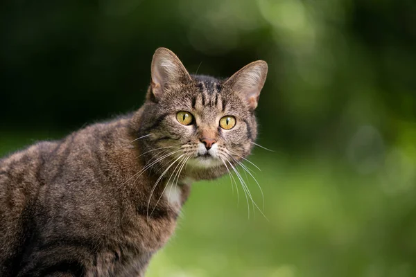 Tabby macska portré -ban zöld természet látszó furcsán — Stock Fotó