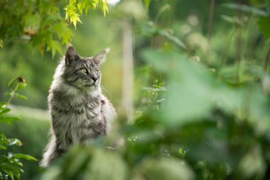 Gümüş renkli tekir rakun kedisi, yeşil arka bahçede oturup izliyor.