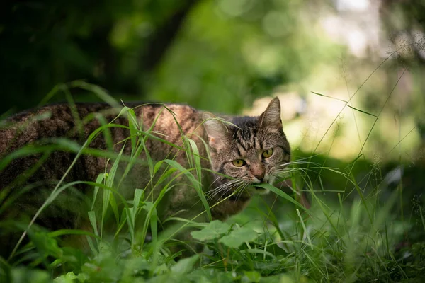 Tabby cat eating grass outdoors — Stock fotografie