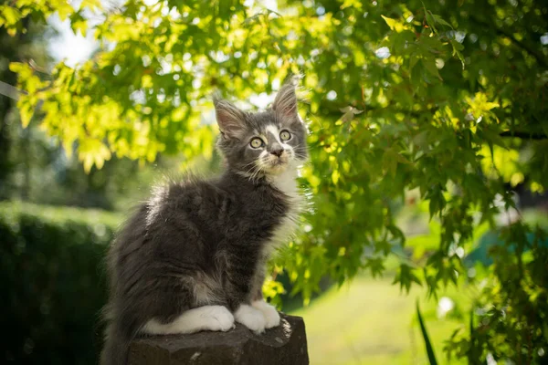 Carino maine coon gattino seduto su pietra all'aperto in giardino soleggiato — Foto Stock