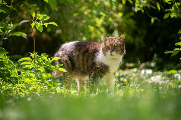 Tabby gatto bianco in piedi su prato soleggiato con piante verdi — Foto Stock