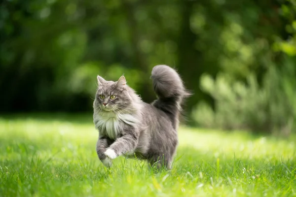 Cat with fluffy tail running on green lawn — 图库照片