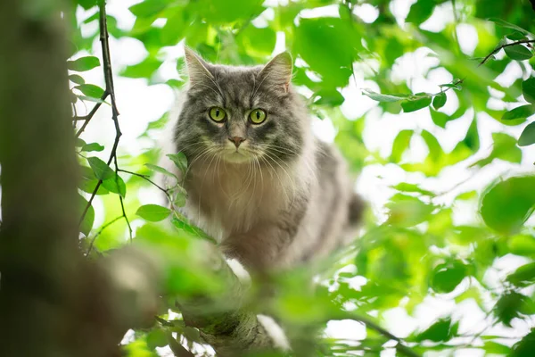 Katze klettert Baum hinunter und schaut in Kamera — Stockfoto