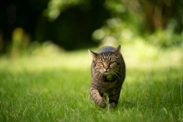 Gato tabby andando no prado verde com espaço de cópia — Fotografia de Stock