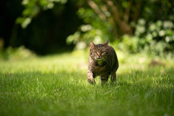Gato tabby andando no prado verde com espaço de cópia — Fotografia de Stock
