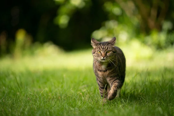 Gato tabby andando no prado verde com espaço de cópia — Fotografia de Stock