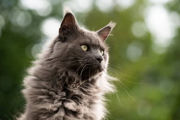 Maine coon cat outdoors portrait with green bokeh background — 图库照片