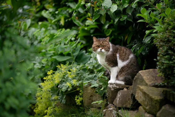 Fehér macska ül természetes kő fal zöld kert — Stock Fotó