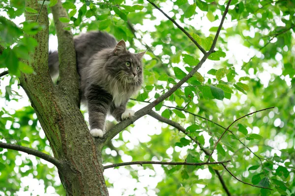 Gato en el merodeo subiendo de pie en árbol observando —  Fotos de Stock