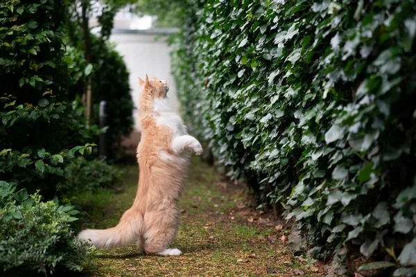 Neugierige Maine-Coon-Katze steht auf Hinterbeinen und sucht im Freien nach Beute — Stockfoto