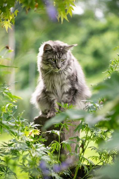 Maine Pesukarhu kissa istuu kivi pilarin ulkona puutarhassa tarkkailemalla — kuvapankkivalokuva