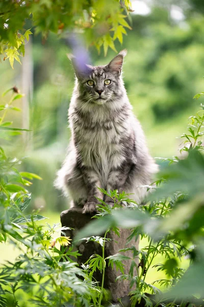 庭の石の柱の上に座っているメーン・クーン猫 — ストック写真