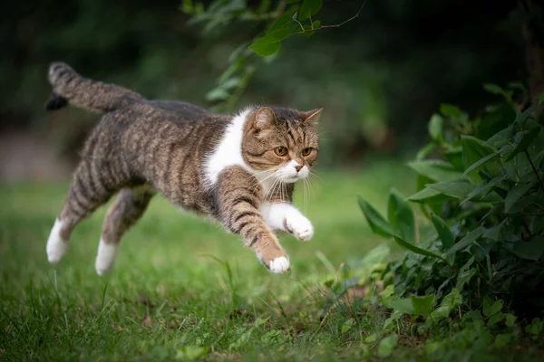 Cat running jumping on green lawn outdoors — Stock Photo, Image