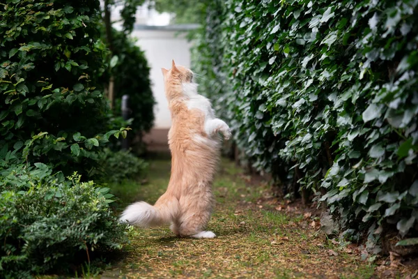 Curioso maine coon gato de pie en detrás piernas buscando presa al aire libre —  Fotos de Stock