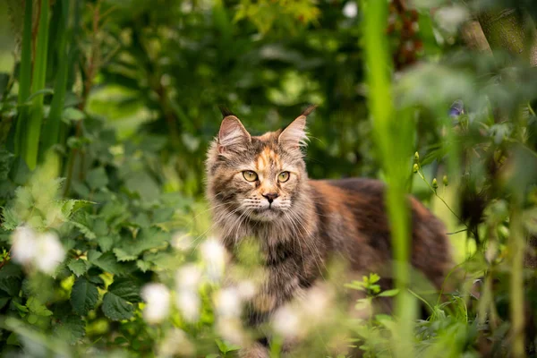 Tortie Maine Енот кот на открытом воздухе среди растений наблюдая — стоковое фото