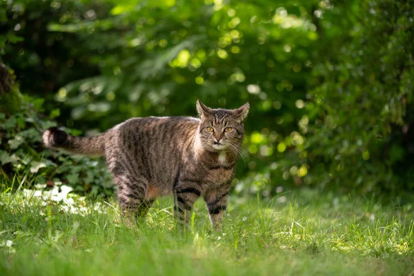 Tabby cat standing on sunny meadow with green plants — Stock Photo, Image