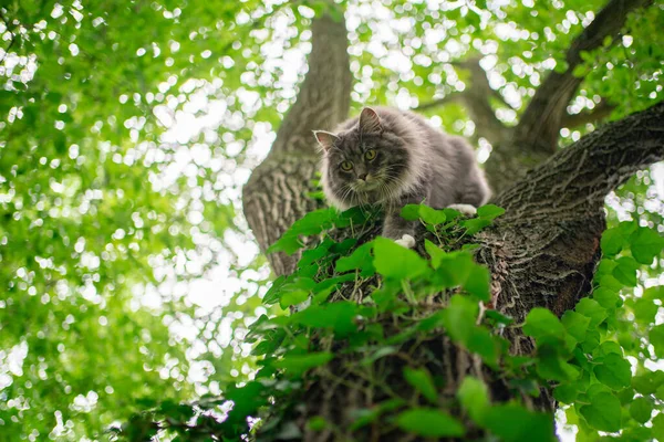 Maine mýval kočka lezení dolů strom venku v zelené přírodě — Stock fotografie