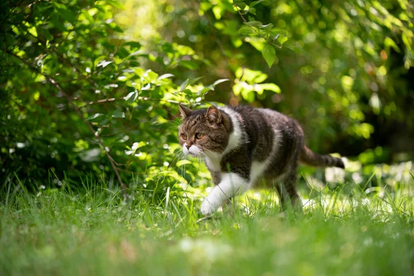 Cat walking on green grass in sunny garden — Stock Photo, Image