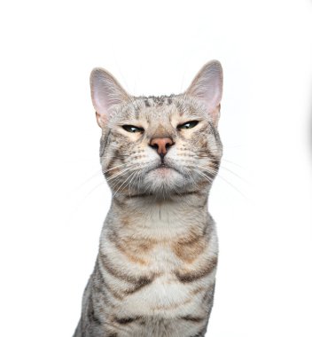 Beyaz arka planda gümüş tekir kedisi komik surat portresi