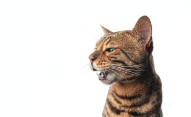 Kahverengi bengal kedisi yeşil gözlü miyavlayan yan tarafa bakıyor.